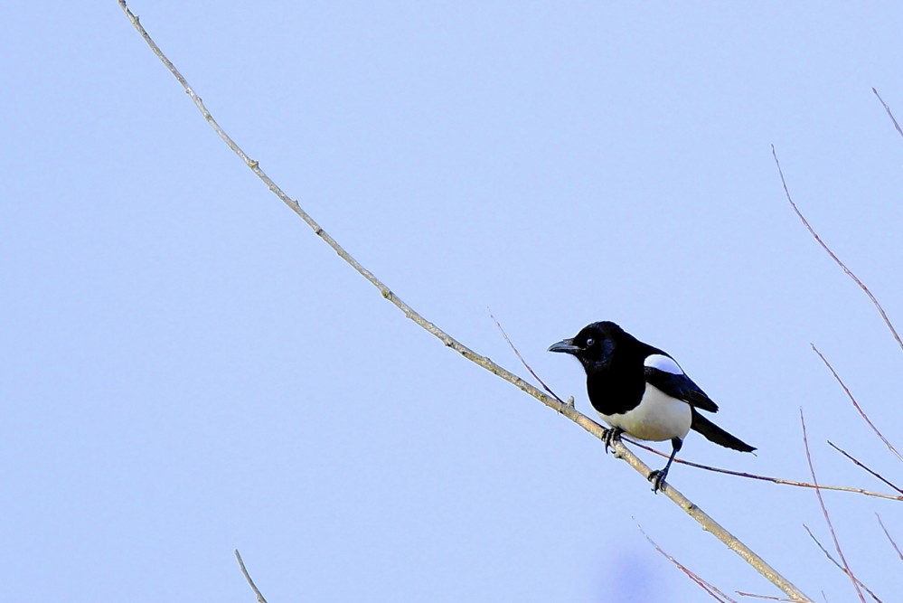 Eurasian Magpie
