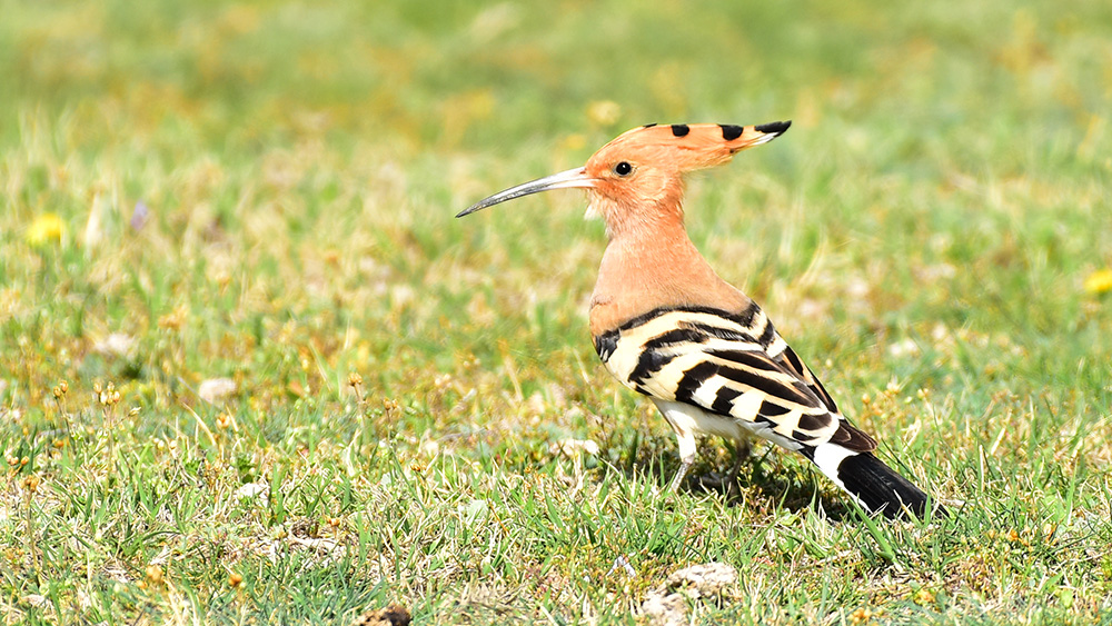 Eurasian Hoopoe