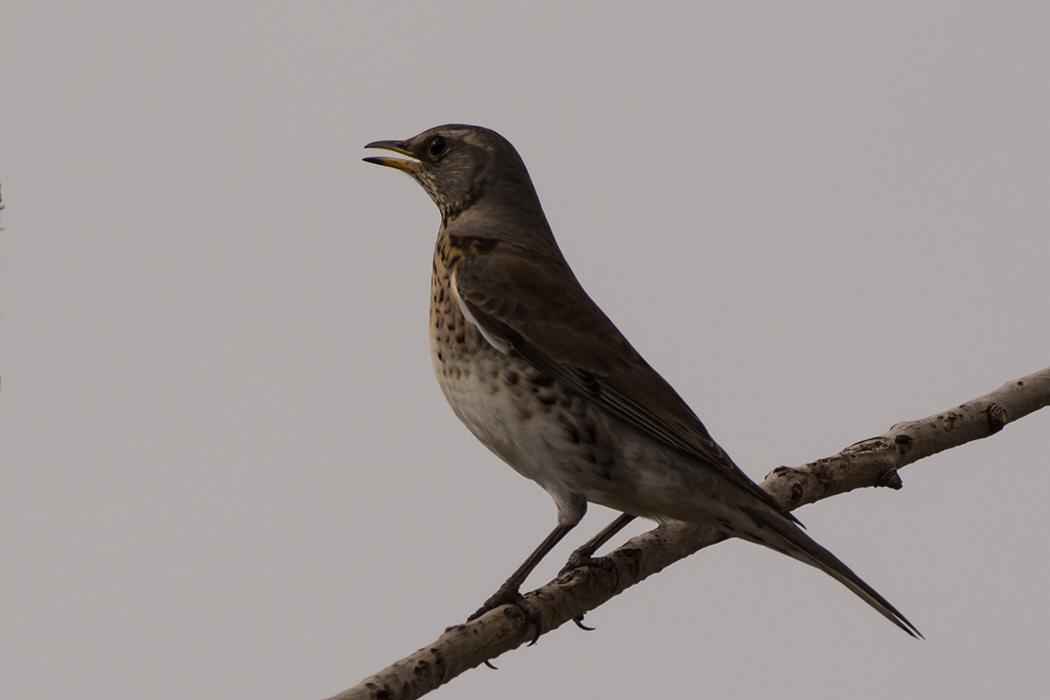 Fieldfare