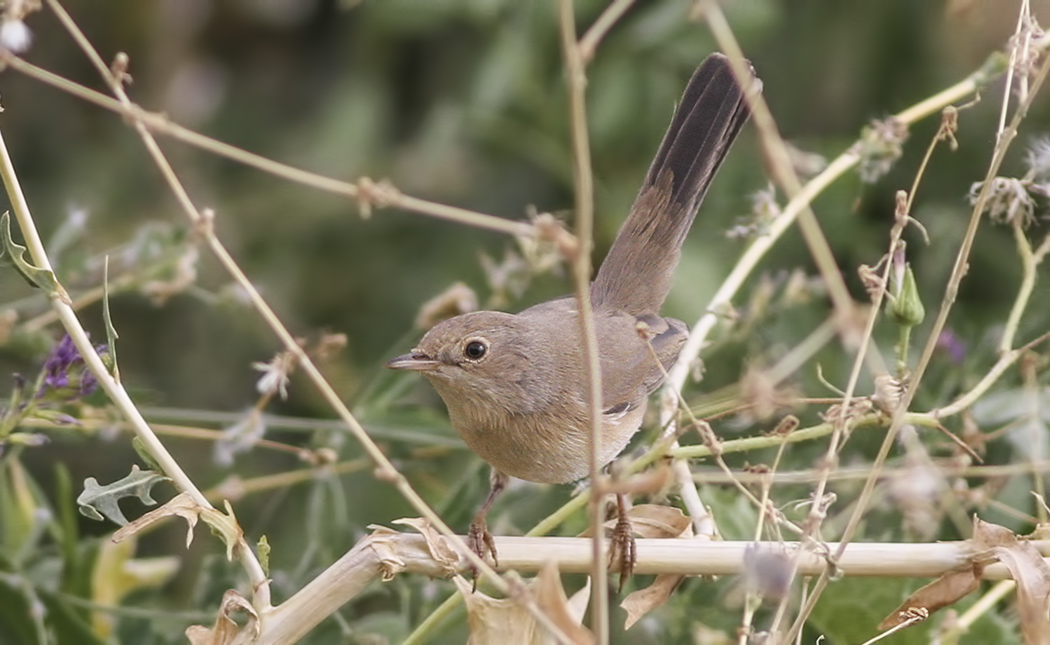 Menetries`s Warbler