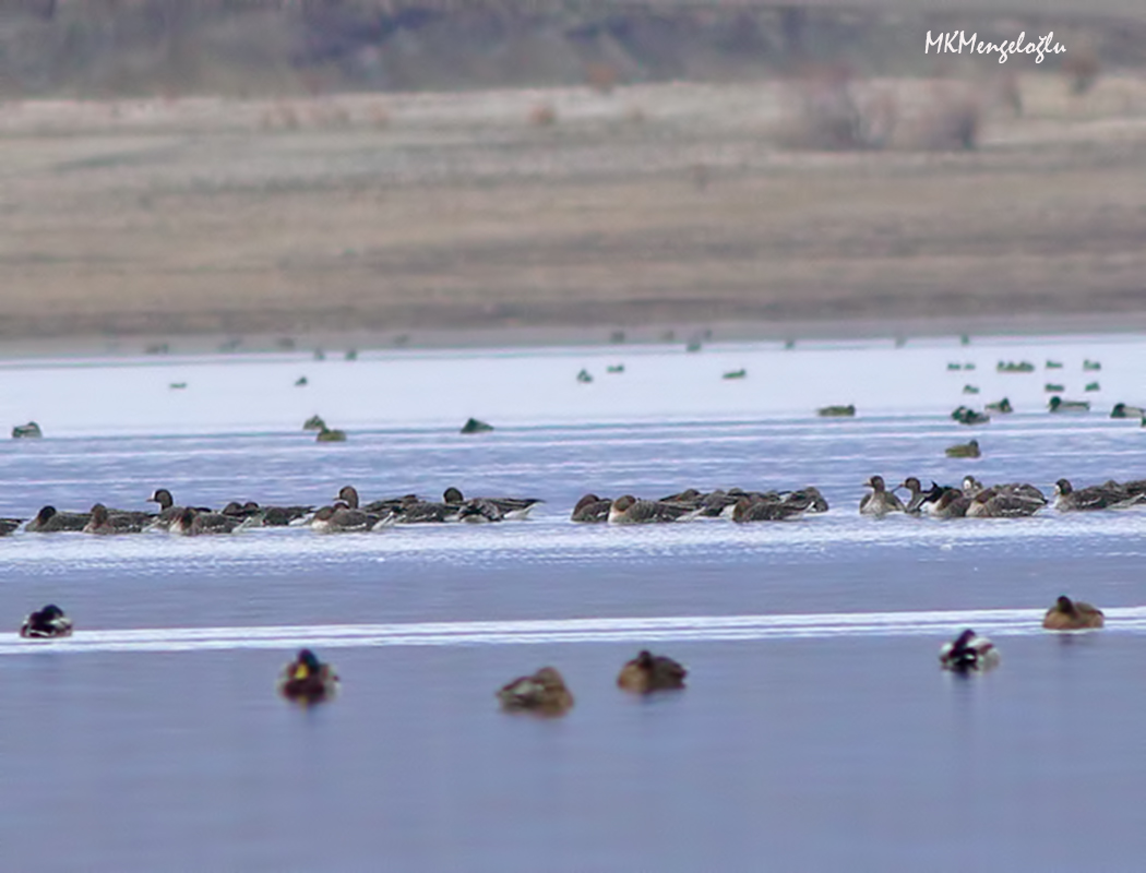 Greater White-fronted Goose