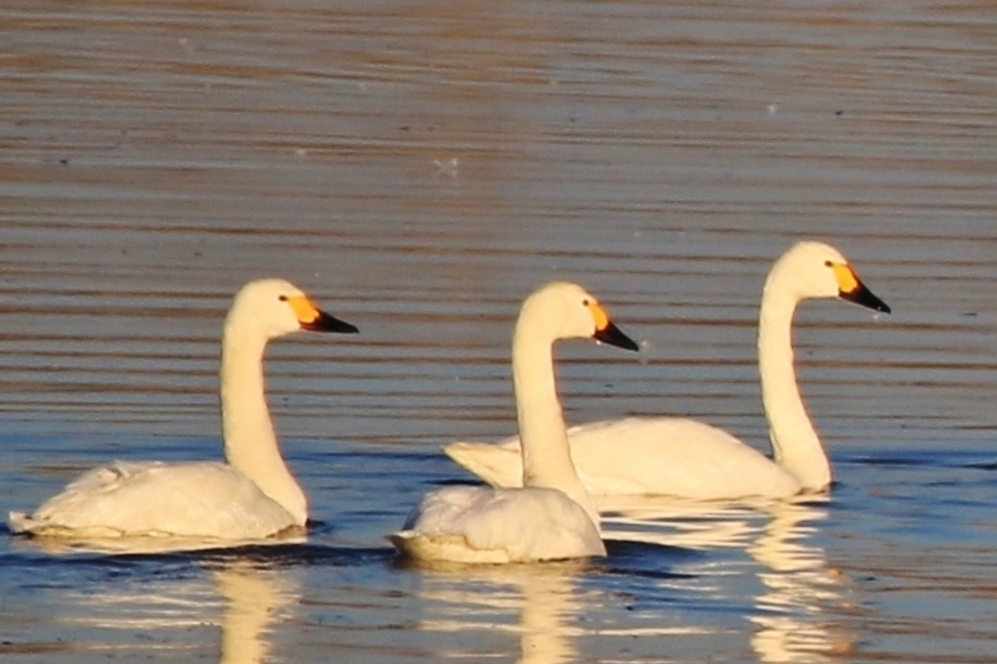 Tundra Swan