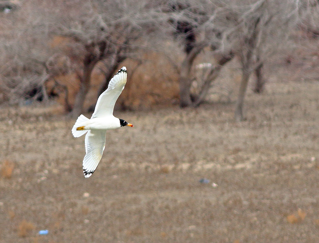 Pallas`s Gull