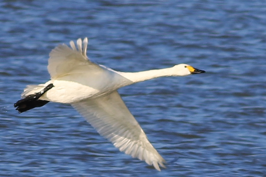 Tundra Swan