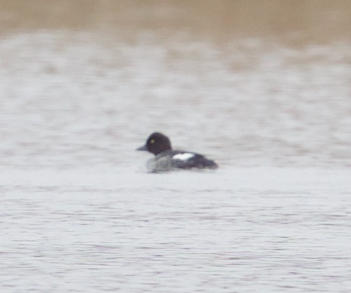 Common Goldeneye