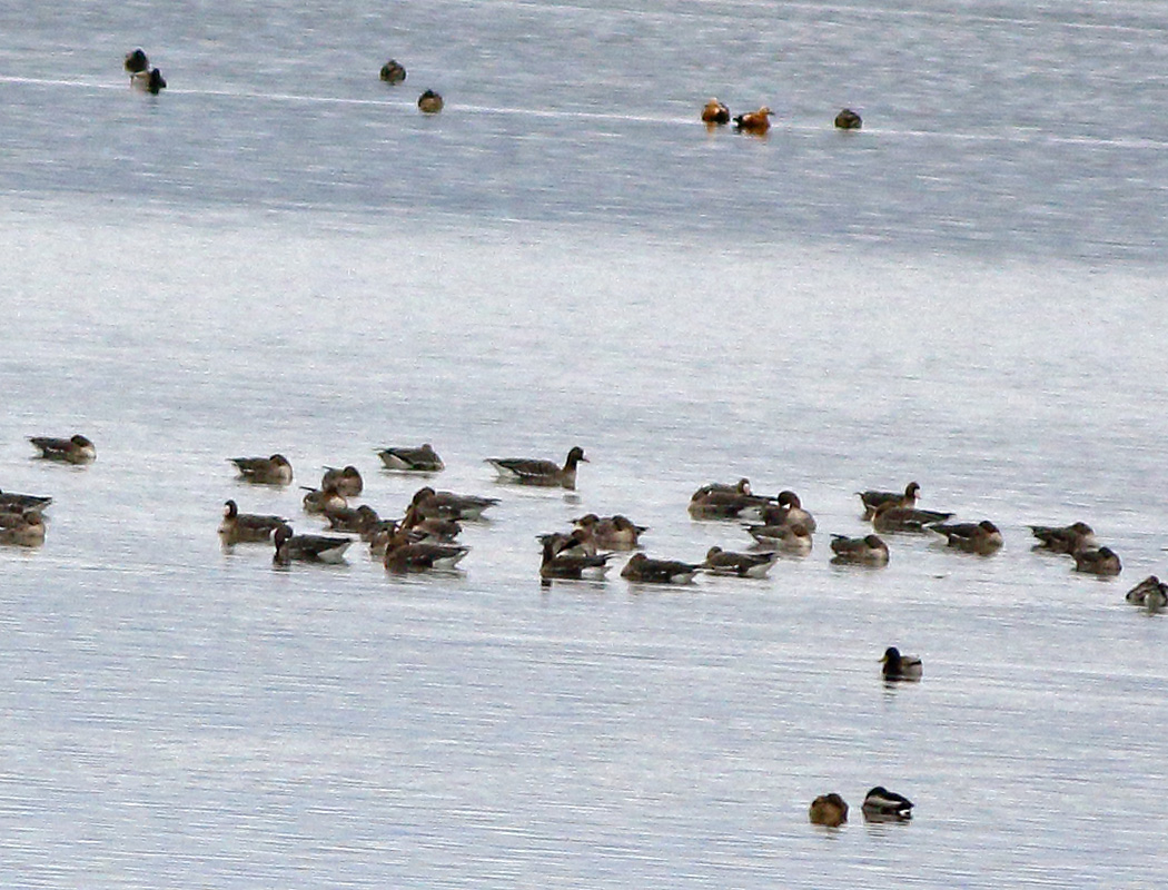 Greater White-fronted Goose