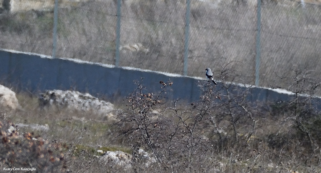 Great Grey Shrike