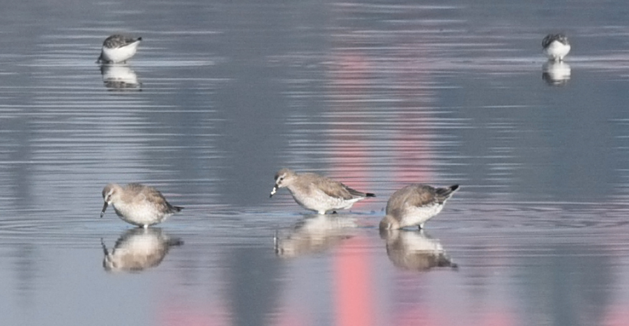 Red Knot