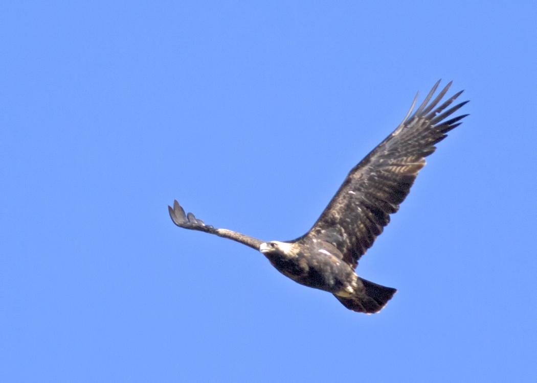 Eastern Imperial Eagle