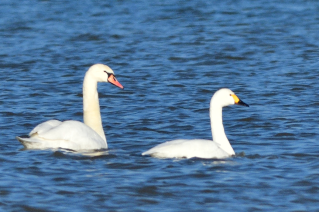 Tundra Swan