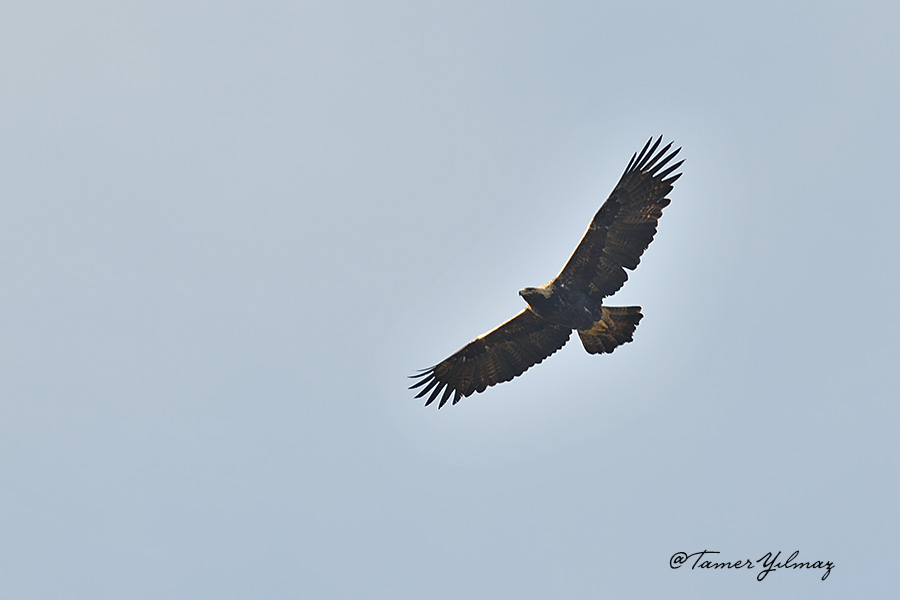 Eastern Imperial Eagle
