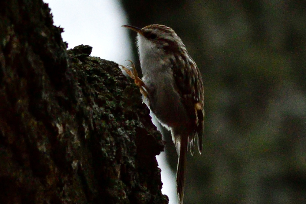 Eurasian Treecreeper