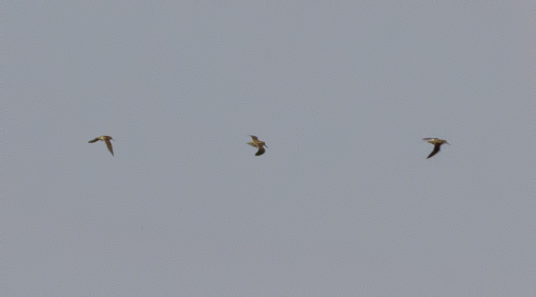 Jack Snipe