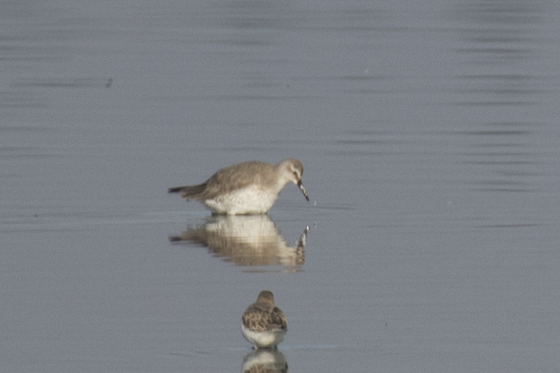 Red Knot