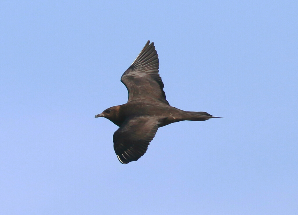 Parasitic Jaeger