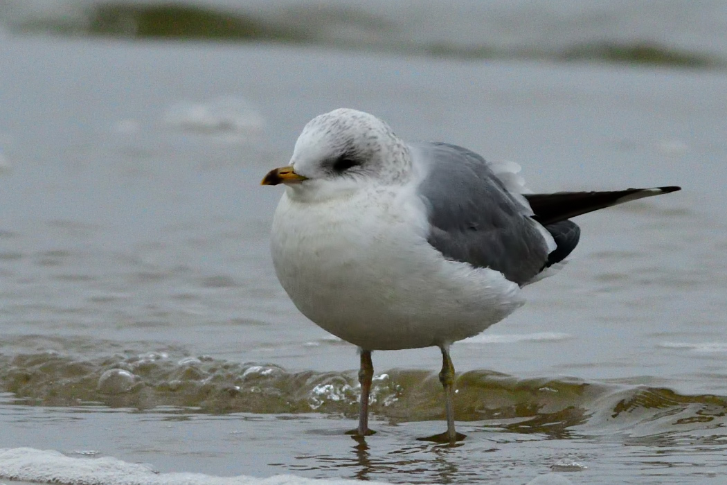 Common Gull