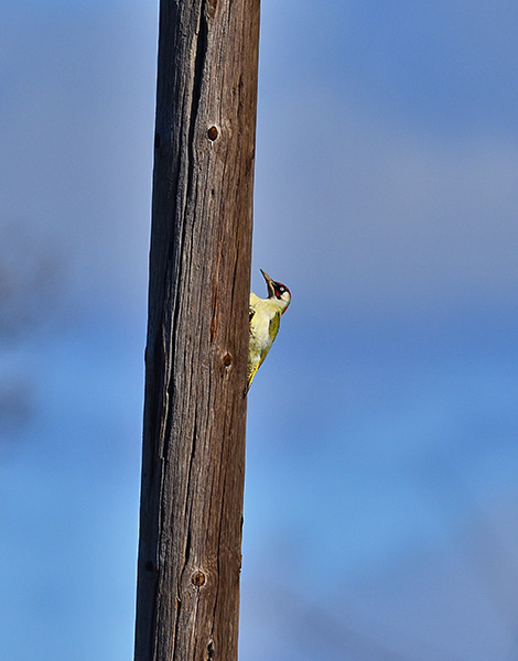 European Green Woodpecker