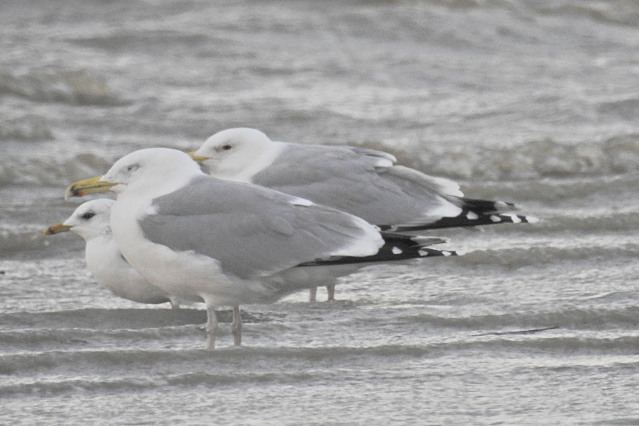 Caspian Gull