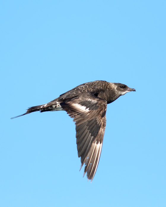 Parasitic Jaeger