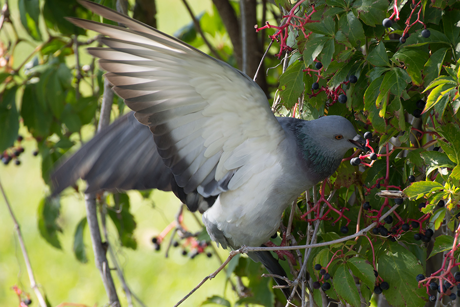 Rock Dove