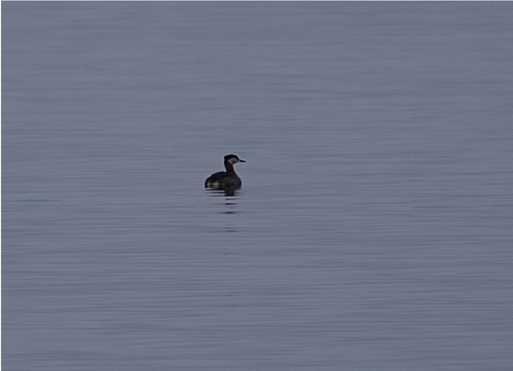 Red-necked Grebe