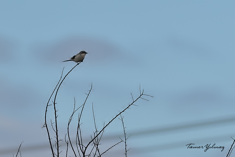 Great Grey Shrike