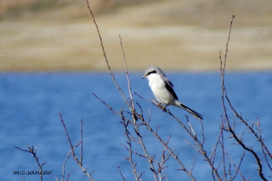 Great Grey Shrike