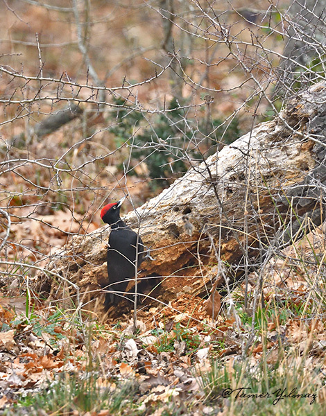 Black Woodpecker