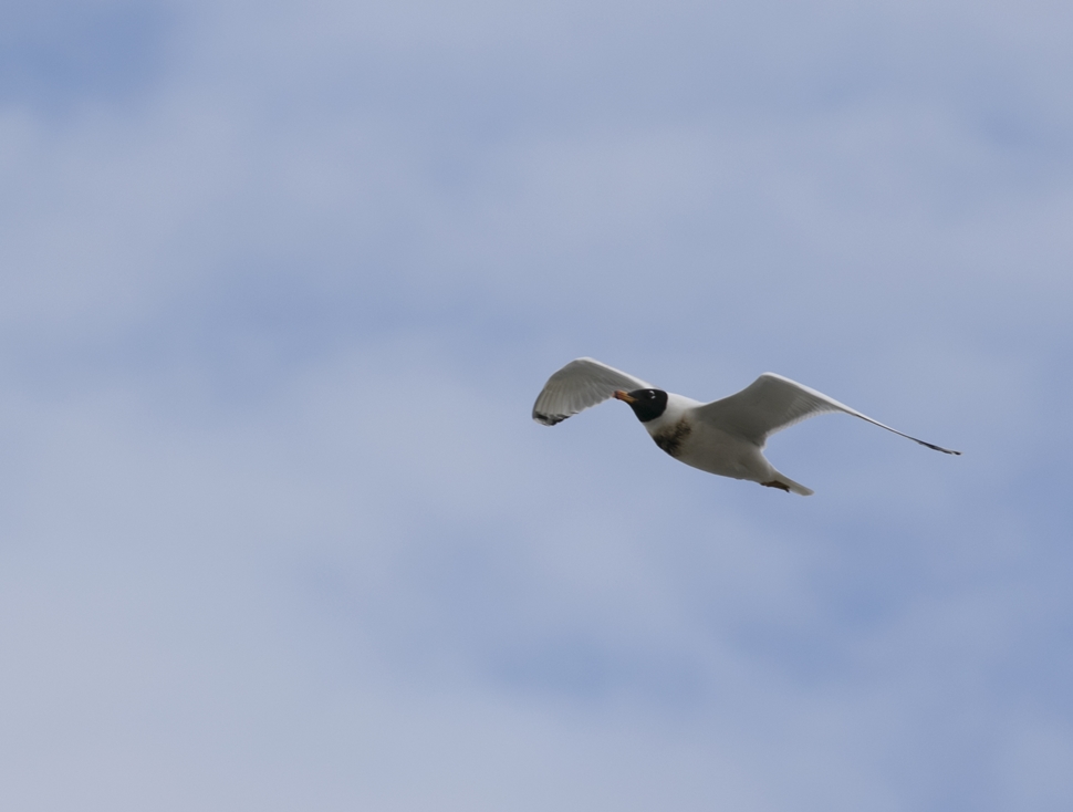 Pallas`s Gull