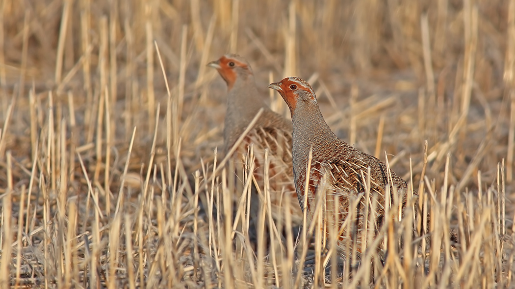 Grey Partridge