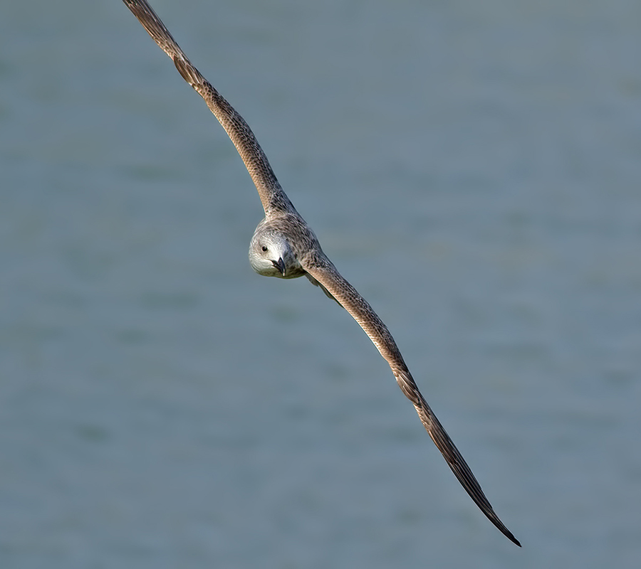 Caspian Gull
