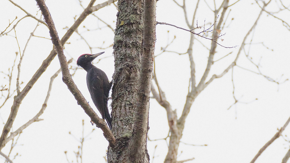 Black Woodpecker