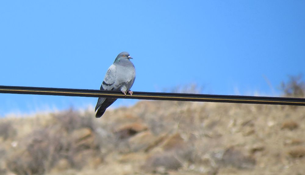 Rock Dove