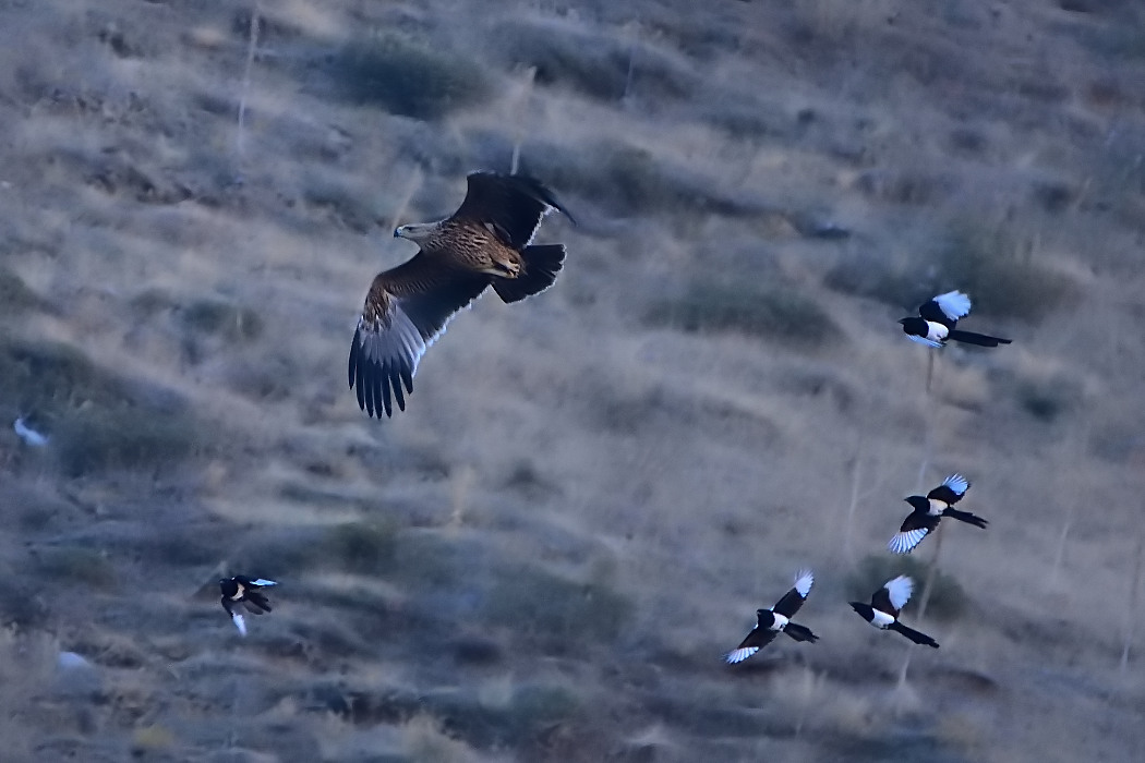 Eastern Imperial Eagle