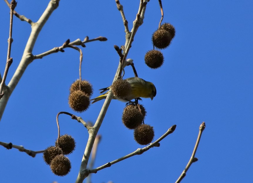Karabaşlı İskete