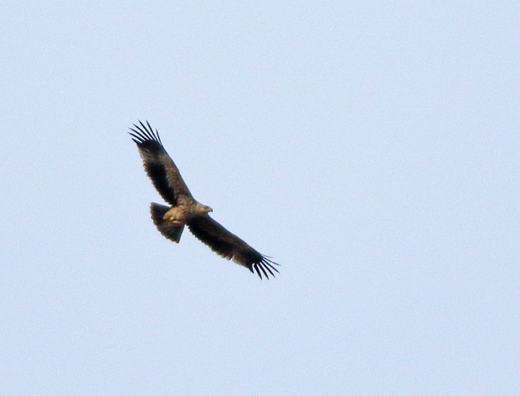 Eastern Imperial Eagle