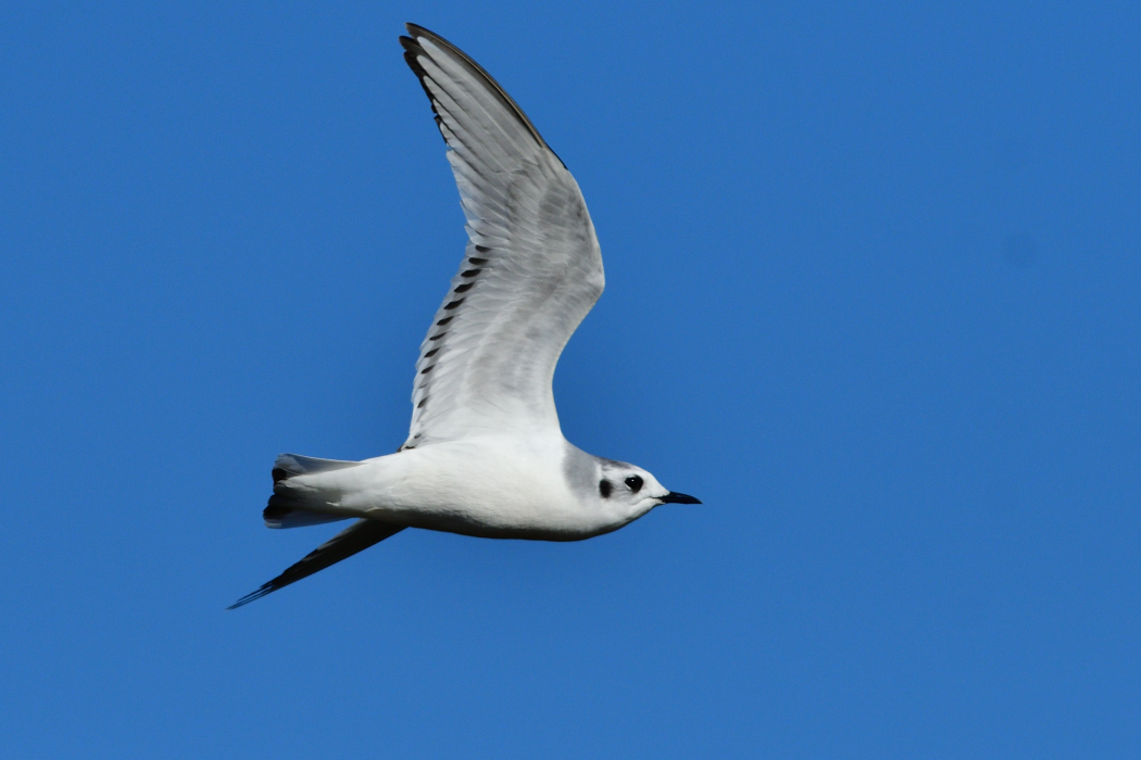 Little Gull