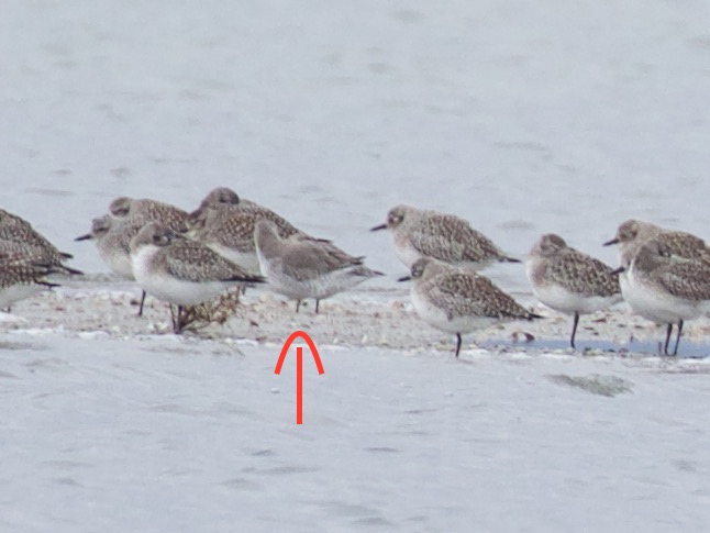Red Knot