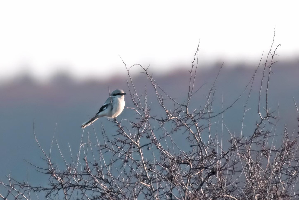 Great Grey Shrike