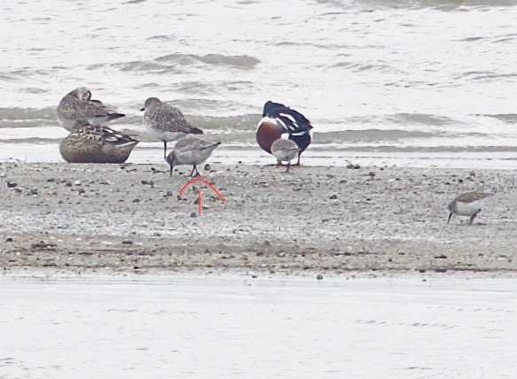 Red Knot