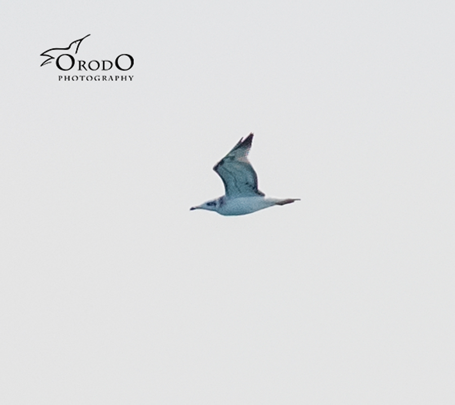 Pallas`s Gull