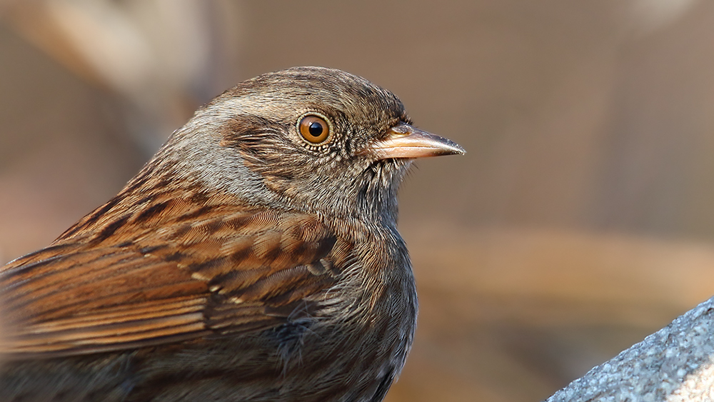 Dunnock