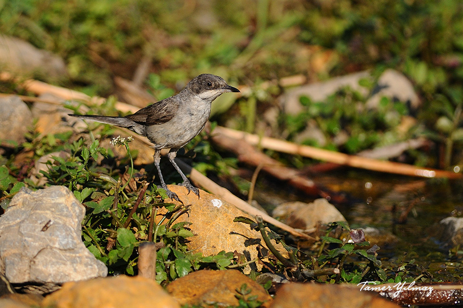 Eastern Orphean Warbler