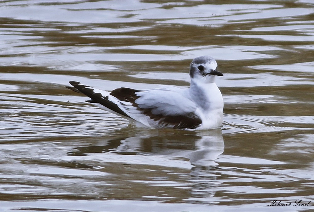 Little Gull