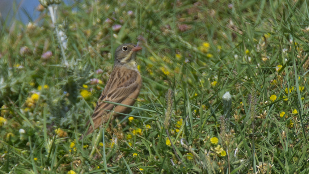 Ortolan Bunting