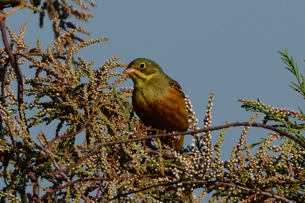 Ortolan Bunting