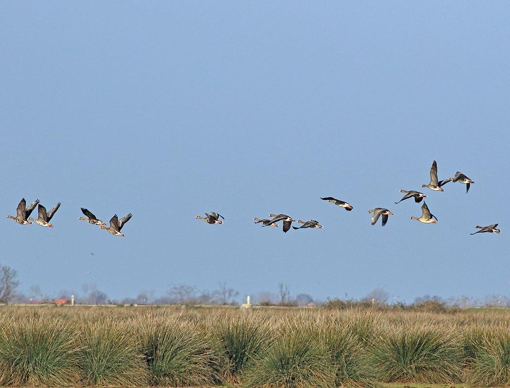 Greater White-fronted Goose