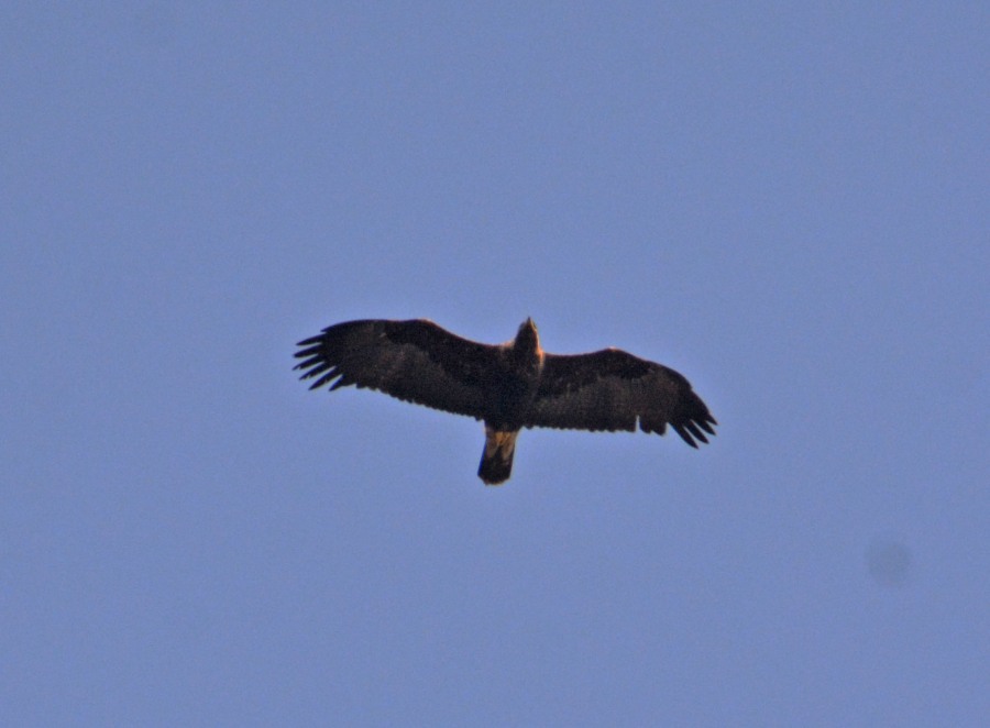 Eastern Imperial Eagle