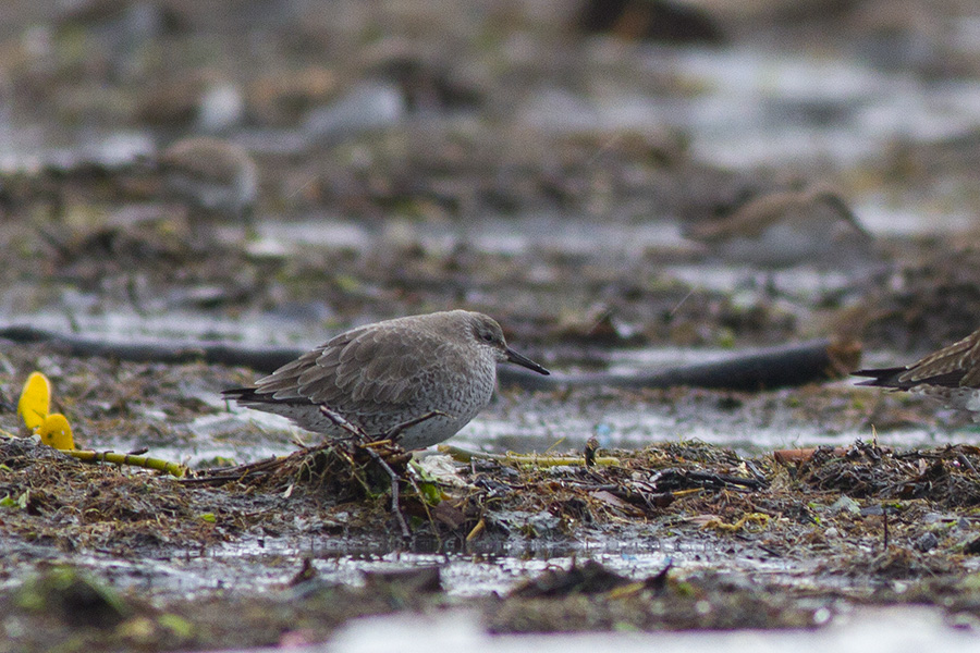 Red Knot