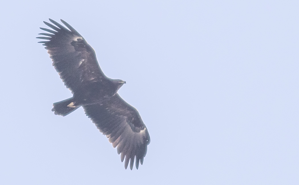 Greater Spotted Eagle